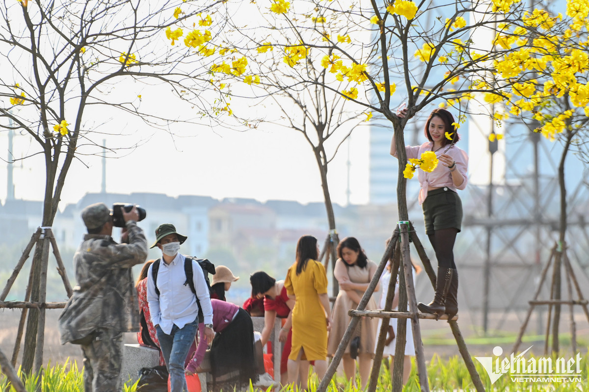 Để tránh đám đông bên dưới, nhiều người leo lên cây, kéo vít cành hoa để có những bức hình để đời.
