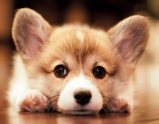  Con giáp tuổi Tuất. Theo tử vi 12 con giáp năm 2023, người tuổi Tuất bản chất lạc quan, kiên định. Hơn nữa, họ còn có tinh thần cầu tiến, tâm lý đặc biệt tốt, có năng lực làm tốt mọi việc, đạt được hiệu quả thực tế và tránh được các sai sót.