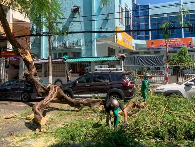 Cay xanh gay do, de bep xe hoi tren duong-Hinh-5