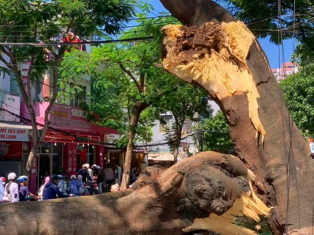 Cay xanh gay do, de bep xe hoi tren duong-Hinh-3