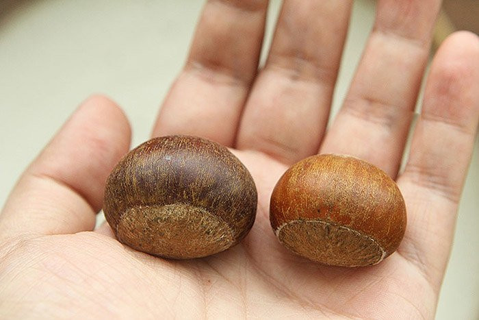 Hat de vao mua, chon hat cai hay hat duc moi thom ngon, bui ngot? (25)-Hinh-2