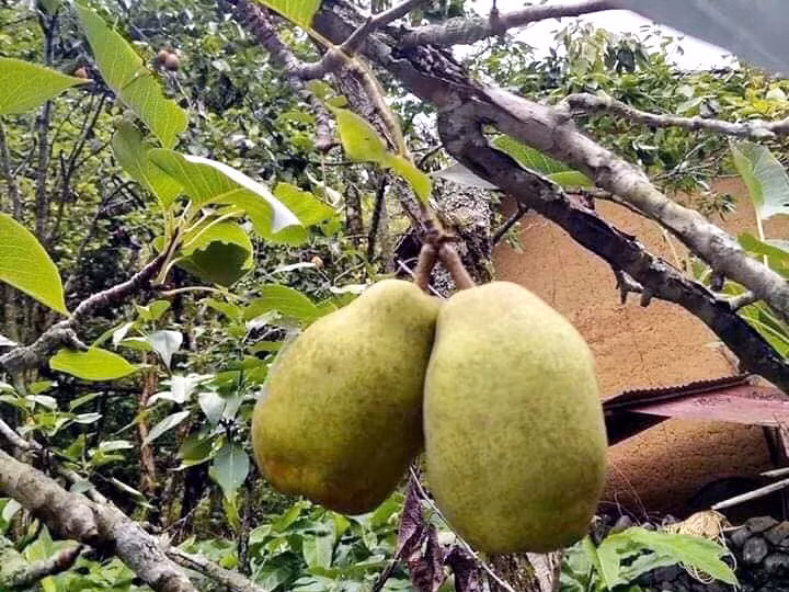 Dac san Ha Giang mat lim, ngot nhu duong danh dat hang Trung Quoc-Hinh-3