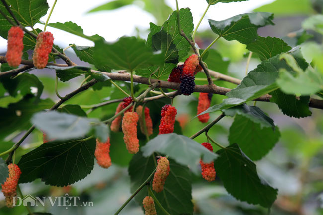 Những ngày đầu tháng 4, vườn dâu ở một số xã như Hiệp Thuận (Phúc Thọ), Sài Sơn (Quốc Oai)... vào độ chín rộ. Mùa thu hoạch dâu bắt đầu từ 20.2 (âm lịch) và kéo dài gần một tháng.