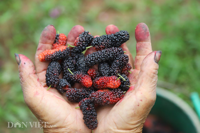 "Nhà tôi trồng 14 gốc dâu có tuổi thọ khoảng 6 năm, cây cao hơn 1 mét, tán rộng. Từ đầu tháng 2 âm lịch đã bắt đầu cho thu hoạch. Dâu hái khi trời nắng quả sẽ bóng, căng, mọng. Mỗi ngày thu hoạch được 50kg, mỗi vụ dâu cũng mang lại cho gia đình mấy chục triệu đồng", ông Tạ Văn Phóng (xã Sài Sơn) thông tin.