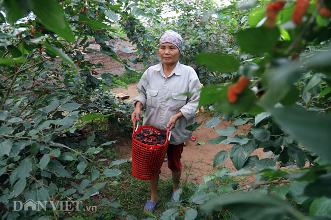 Năm nay dâu được giá hơn năm trước, giá bán buôn dao động từ 15.000 – 20.000 đồng/kg. Sau khi thu hái xong, dâu sẽ được thương lại cân mua tại vườn. Những trái dâu vừa hái chín mọng này không chỉ dùng ăn ngay mà còn có thể ngâm làm nước uống giải nhiệt cho mùa hè.
