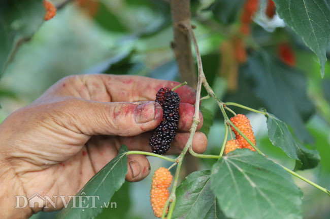 Công việc hái dâu đòi hỏi sự tỉ mỉ, khéo léo, nếu không dâu sẽ bị dập nát. Người hái dâu phải nhẹ tay đẩy ngược cuống quả dâu lên để hái. Mỗi ngày, trung bình một người hái liên tục trong vòng 10 tiếng được khoảng 20 - 25 kg dâu. Những cây dâu có tuổi đời từ 4-5 năm tuổi chỉ cao quá đầu người nhưng trái thì trĩu trịt.