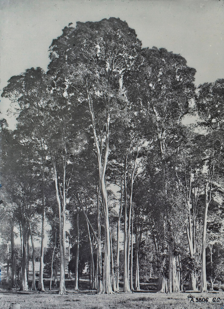 Những thân cây cao vút tại một cánh rừng ở Biên Hòa.