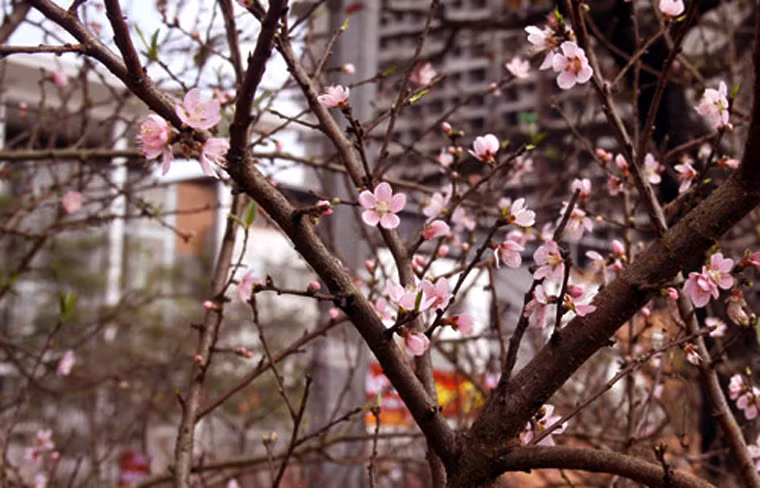 Những cánh đào rừng bung sắc thắm chào xuân.