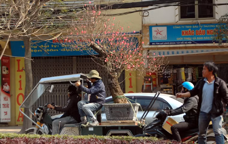 Một cây đào thế đã có chủ.