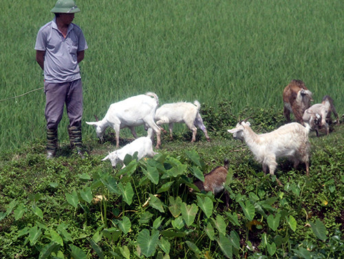 Lam the nao de vo beo cho de?