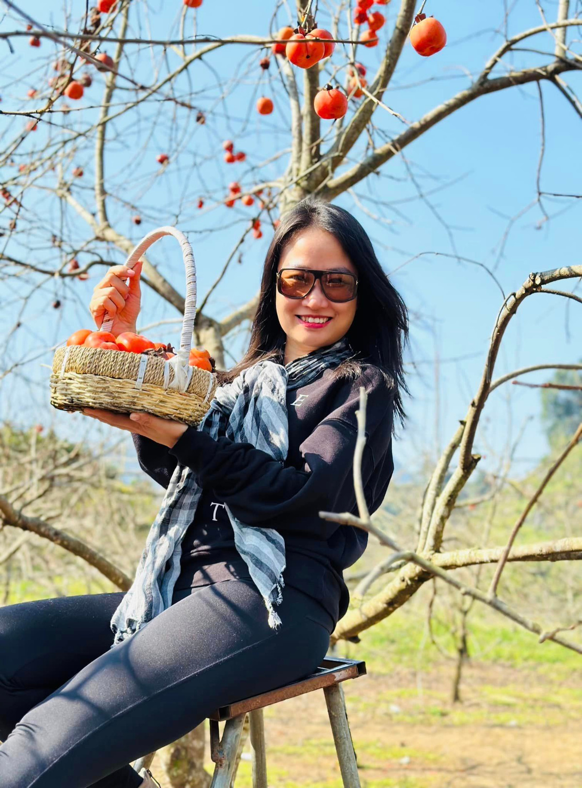 Du khách thưởng thức những trái hồng chín mọng tại Mơ Homestay, Bản Áng. Sức hấp dẫn của Mộc Châu còn từ những thung lũng hoa cải, những vườn mận, phượng tím ngập tràn hai bên đường.