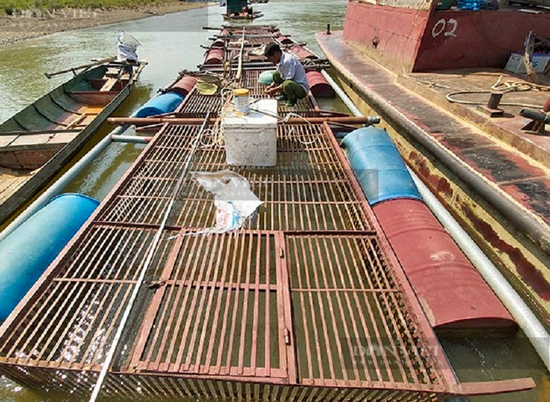 Nuôi thủy quái trong lồng ở sông Lô mà thu hơn nửa tỷ/năm - Hình 3 Nuoi thuy quai trong long o song Lo ma thu hon nua ty/nam-Hinh-3