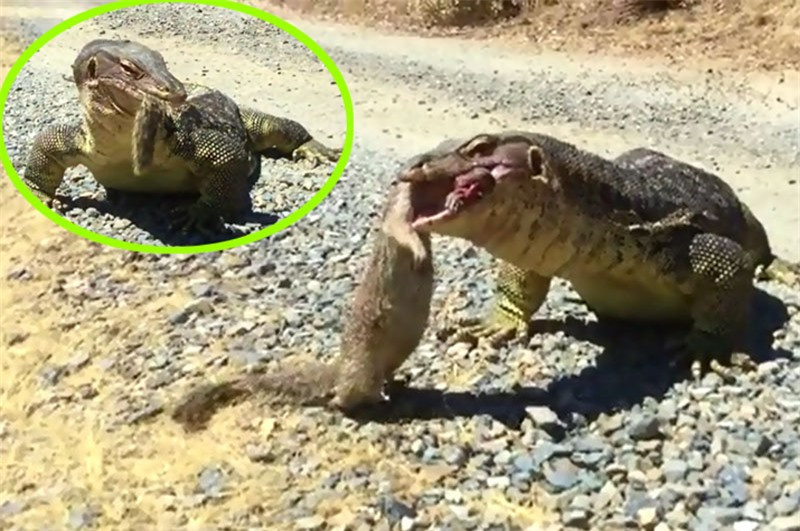 Clip: Khiếp vía cảnh kỳ đà khổng lồ nuốt gọn chồn mangut Clip: Khiep via canh ky da khong lo nuot gon chon mangut
