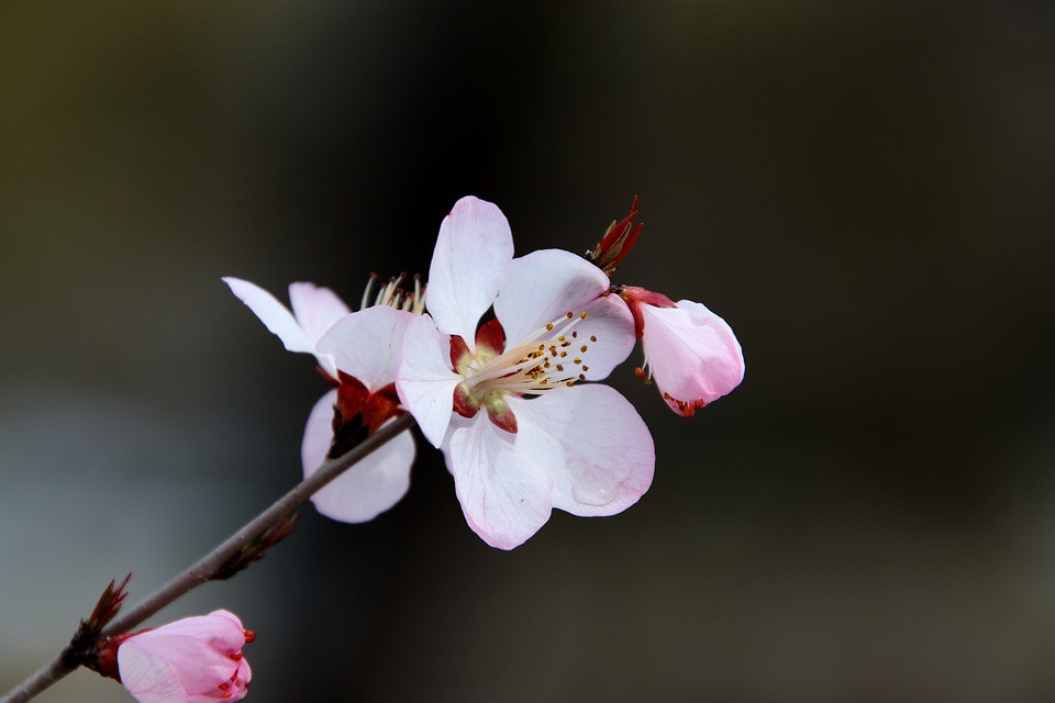 Nhung con giap duoc du doan se len xe hoa nam 2023-Hinh-3