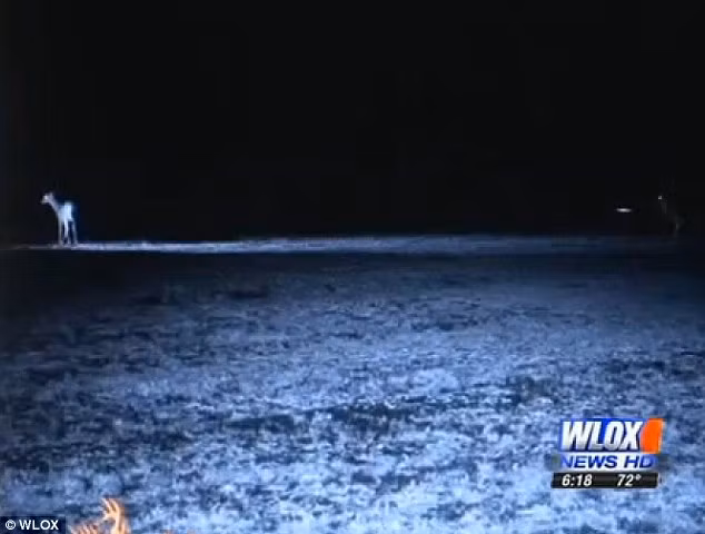 Tia sáng khá sắc nét, tạo thành một chùm, giống như tia laser bao chùm lên trên con nai.