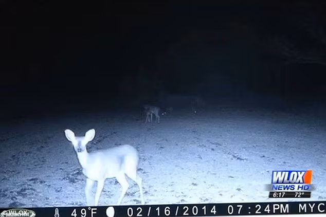 Con nai xuất hiện mờ ảo trong thứ ánh sáng kỳ lạ.