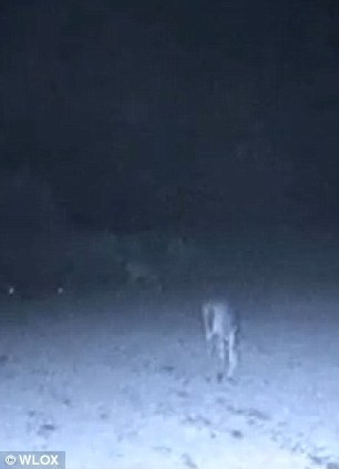 Ánh sáng bí ẩn giống như đèn pha xe, nhưng lại xuất hiện ở phía trên đầu con nai trong bầu trời đêm ở Cumbest Bluff, Jackson County, một khu vực hẻo lánh ở phía đông nam Mississippi, có chung biên giới Alabama.