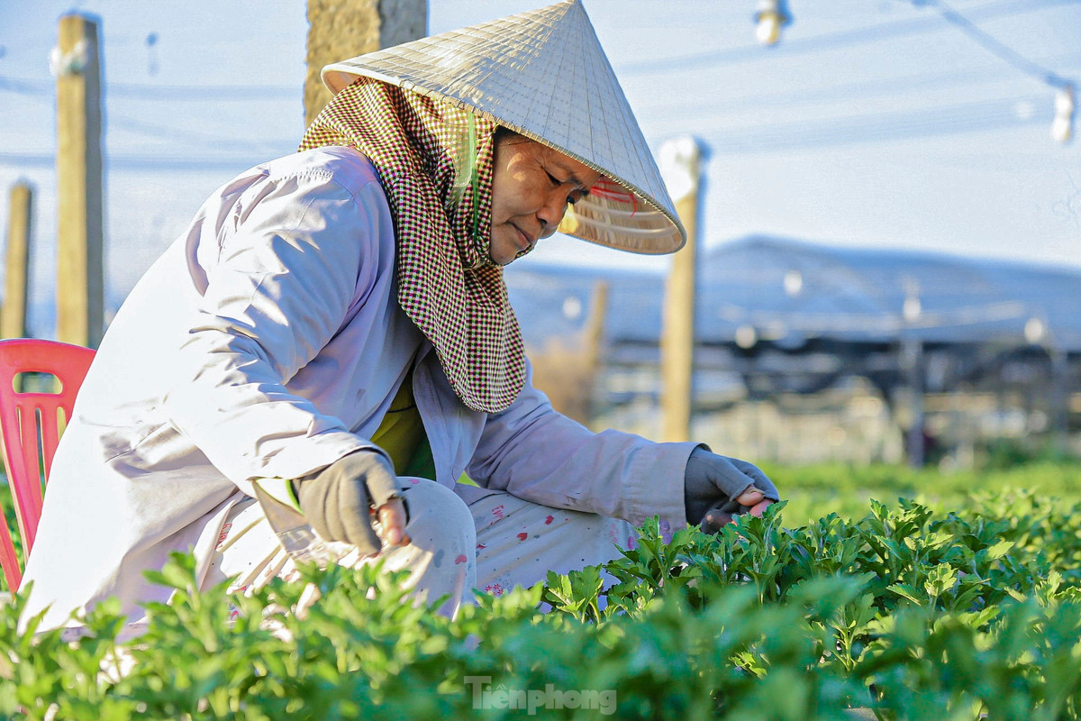 Nhiều người bắt đầu ngắt ngọn để cây phát triển theo đúng chu kỳ sinh trưởng.