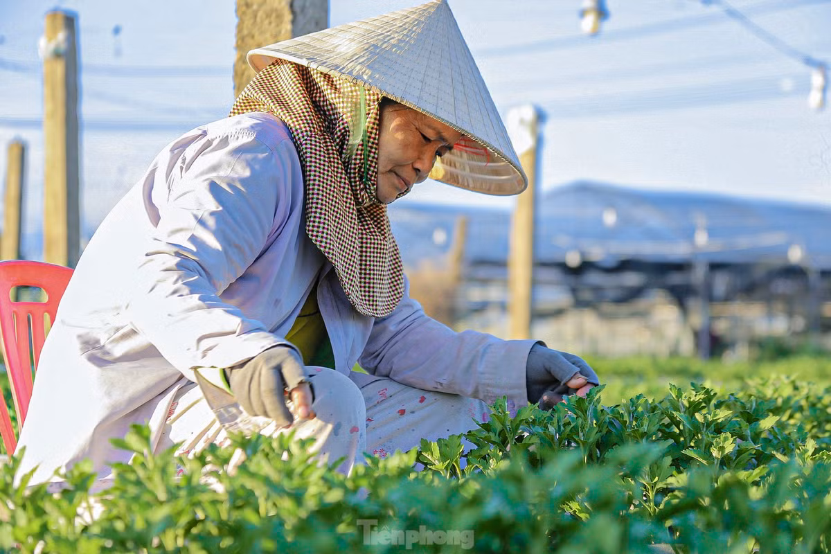 Nhiều người bắt đầu ngắt ngọn để cây phát triển theo đúng chu kỳ sinh trưởng.