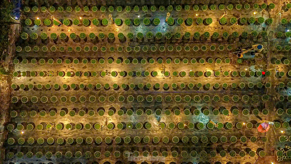 Theo người dân làng hoa, đèn sẽ được bật tự động từ 20h tối hôm trước đến 3h sáng hôm sau sẽ tự tắt, việc bật đèn sẽ giúp hoa được cung cấp ánh sáng nhiều hơn, phát triển cao và ra hoa theo đúng dự tính để phục vụ Tết. 