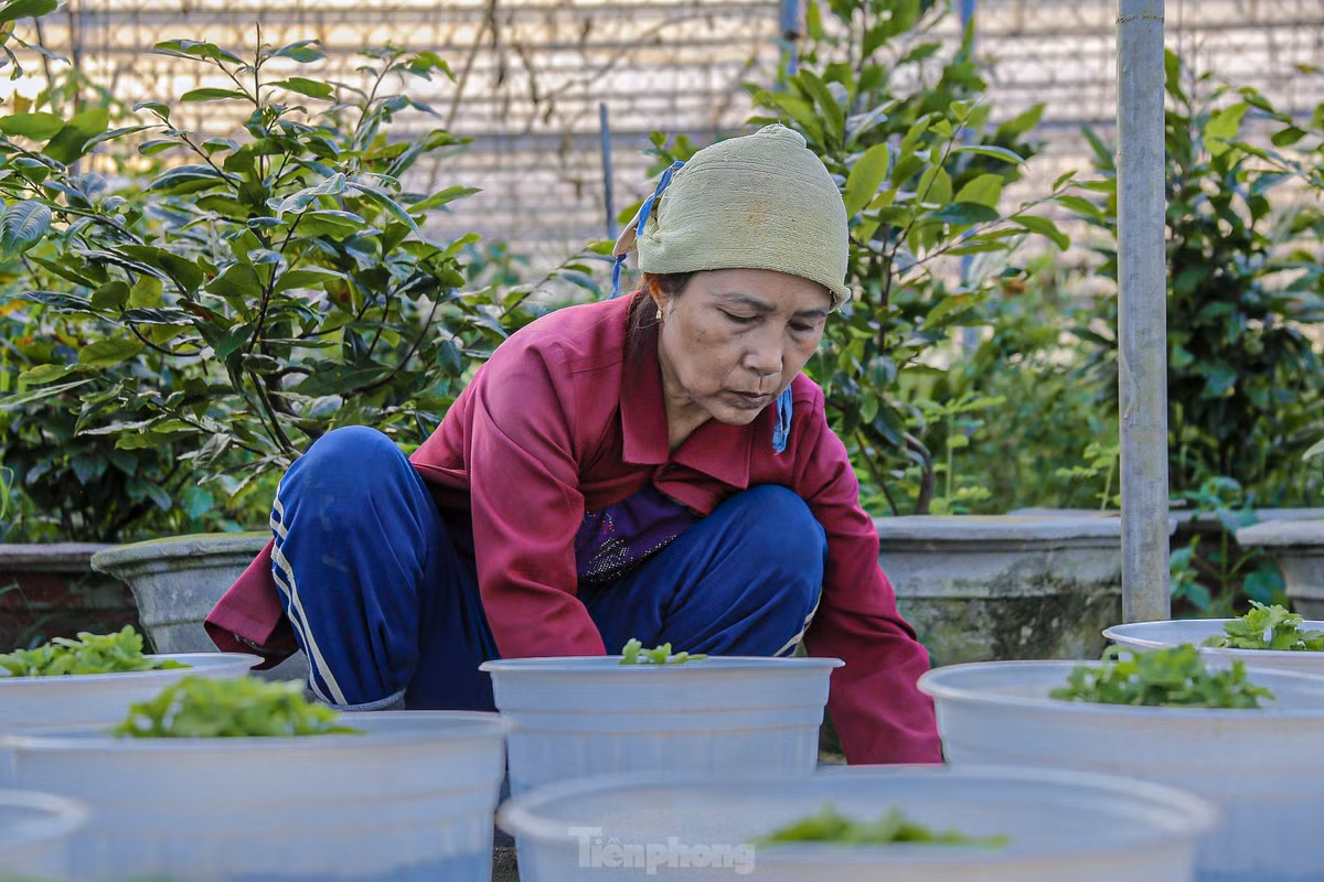 Bà Lý Dạng – chủ vườn hoa cho biết, năm nay vườn của bà trồng rất nhiều loại hoa để phục vụ cho dịp Tết Nguyên đán 2025. “Để hoa ra đúng vụ và phát triển tốt, chúng tôi phải chăm bón, tưới nước đều đặn mỗi ngày. Vườn của tôi trồng nhiều loại nên phải thuê nhân công làm cho kịp vụ hoa năm nay”, bà Dạng chia sẻ.