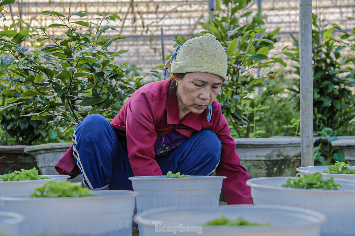 Bà Lý Dạng – chủ vườn hoa cho biết, năm nay vườn của bà trồng rất nhiều loại hoa để phục vụ cho dịp Tết Nguyên đán 2025. “Để hoa ra đúng vụ và phát triển tốt, chúng tôi phải chăm bón, tưới nước đều đặn mỗi ngày. Vườn của tôi trồng nhiều loại nên phải thuê nhân công làm cho kịp vụ hoa năm nay”, bà Dạng chia sẻ.