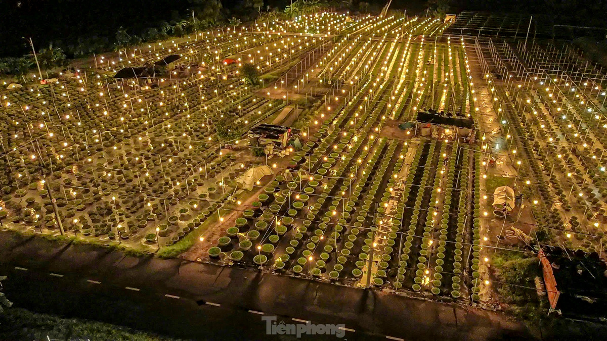 Theo ghi nhận của Tiền Phong, nông dân làng hoa những ngày này đang tất bật chong đèn xuyên đêm để đảm bảo quá trình sinh trưởng của cây.