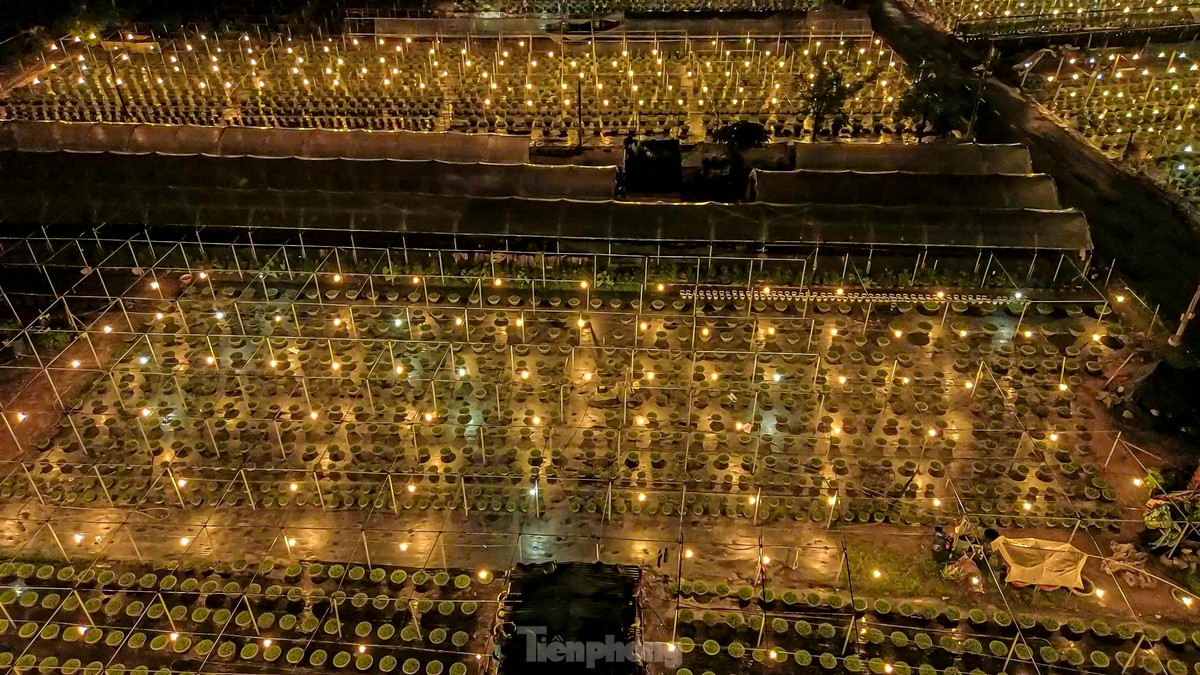 Còn hơn 3 tháng nữa mới đến Tết Nguyên đán 2025, nhưng nhiều hộ nông dân ở làng hoa Dương Sơn đã tất bật chăm bón, xuống giống, chong đèn xuyên đêm để bắt đầu vụ hoa Tết.