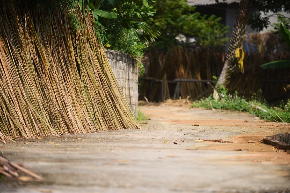 Đi trên các ngả đường làng ở Quảng Yên, dễ dàng bắt gặp cảnh phơi cành cọ (cẵng lá). Nhiều hộ gia đình ở Quảng Yên còn duy trì nghề làm các sản phẩm từ cọ như chổi cọ, mành cọ, vật liệu lợp mái nhà...