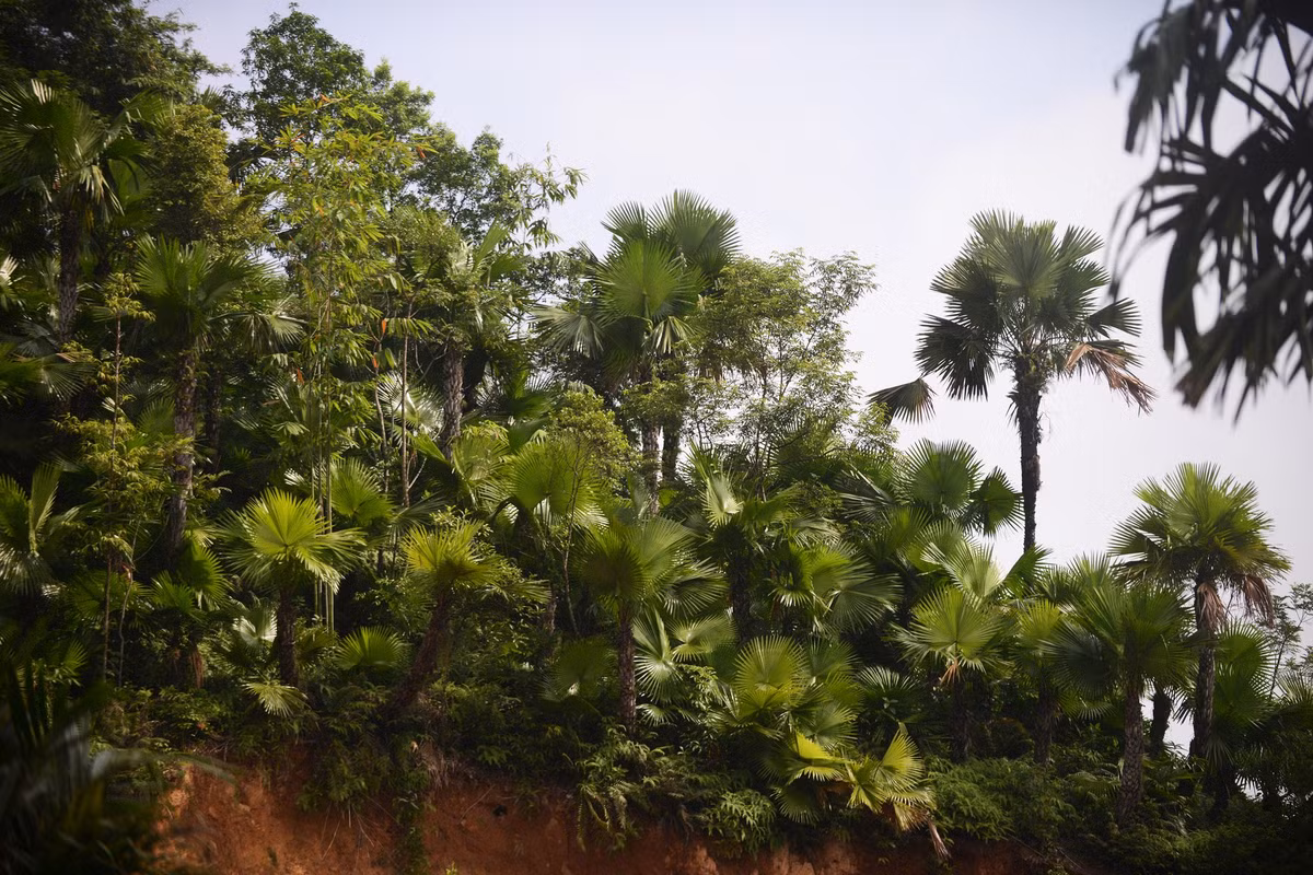 Dù là cây rất đẹp, cây cọ lại không mang giá trị kinh tế cao. Cây không có thân gỗ, chỉ có thể tận dụng cành và lá cho một số mục đích như làm chổi, làm mành, lợp mái...