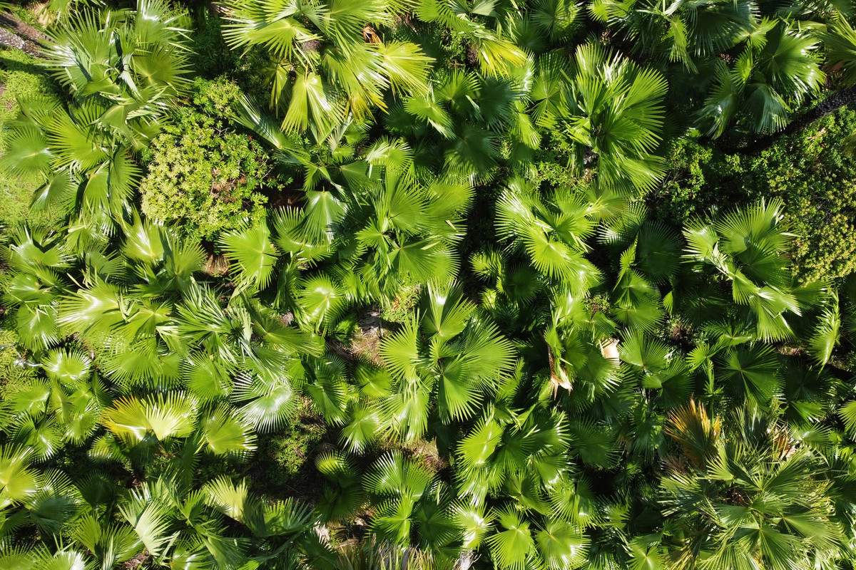 Từ góc nhìn trên cao, rừng cọ trông rất đẹp mắt.