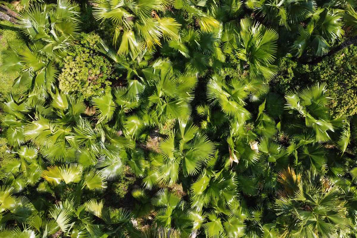 Từ góc nhìn trên cao, rừng cọ trông rất đẹp mắt.