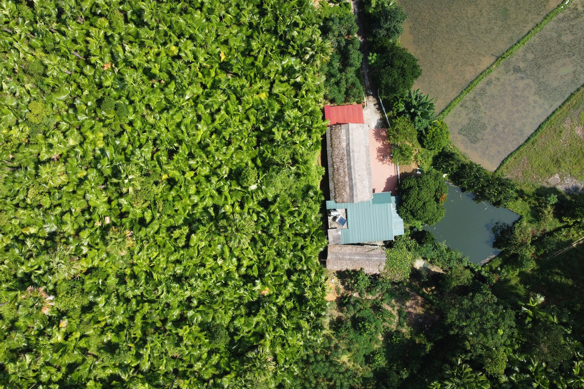 Một mái nhà ở Quảng Yên áp sát vào rừng cọ xanh mướt.