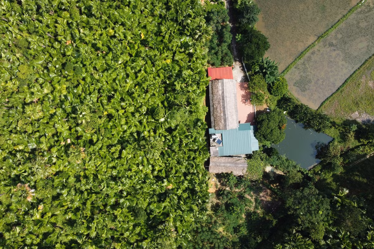 Một mái nhà ở Quảng Yên áp sát vào rừng cọ xanh mướt.