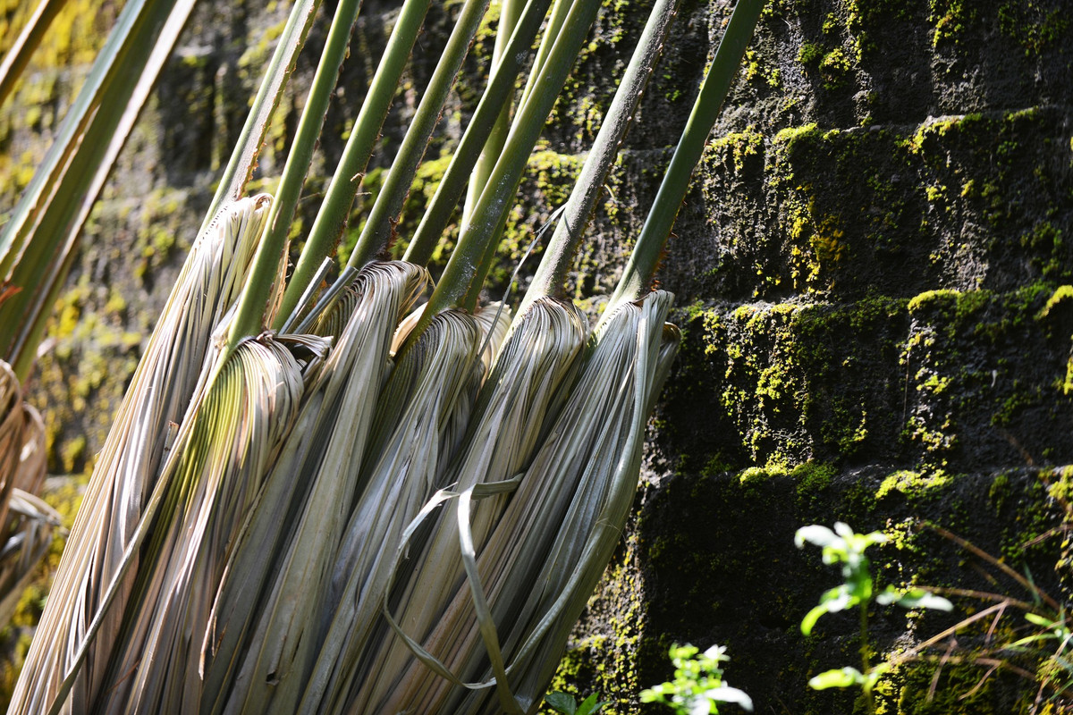 Ngoài mành, lá cọ còn được làm chổi - vật dụng quen thuộc, được sử dụng phổ biến khắp mọi nơi. 