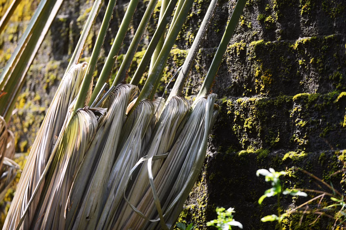 Ngoài mành, lá cọ còn được làm chổi - vật dụng quen thuộc, được sử dụng phổ biến khắp mọi nơi. 