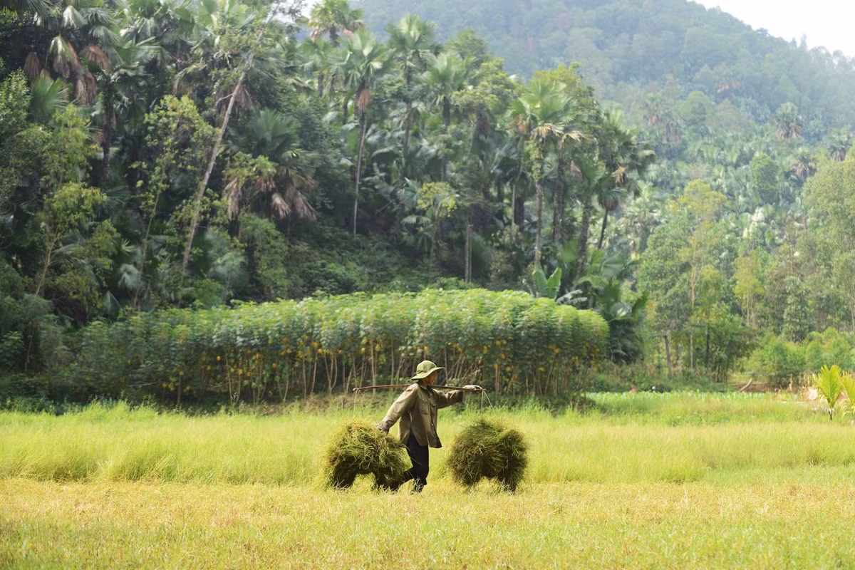 Quảng Yên vẫn là vùng đất thuần nông, con người hiền hậu, cảnh sắc yên bình. Trong ảnh, một nông dân Quảng Yên đang gánh lúa trên cánh đồng đang vụ gặt, phía sau là những tán cọ với hình dáng đặc trưng có thể dễ dàng nhận biết từ xa.