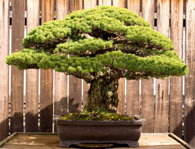 6. Một cây bonsai được trồng vào năm 1626 đã may mắn thoát được kiếp nạn do vụ nổ bom nguyên tử ở thành phố Hiroshima. Hiện cây bonsai đặc biệt này được chăm sóc ở một bảo tàng của Mỹ.