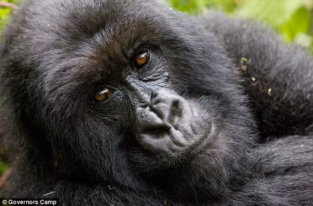 Cặp đôi mới cưới thuộc tầng lớp siêu giàu cũng có cơ hội khám phá vẻ đẹp thiên nhiên hùng vĩ của Twelve Apostles (còn có tên gọi là “12 tông đồ”) thuộc công viên quốc gia Port Campbell Victoria, Australia....