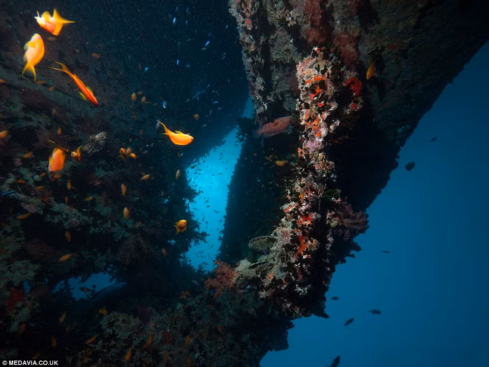 Tàu buôn SS Thistlegorm được đóng vào năm 1940 ở Sunderland. Nó ra khơi lần cuối cùng vào ngày 2/6/1941.