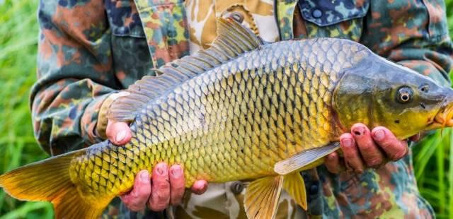 Mua ca chep chon con duc hay cai? Chon nham mon an se bi tanh-Hinh-2