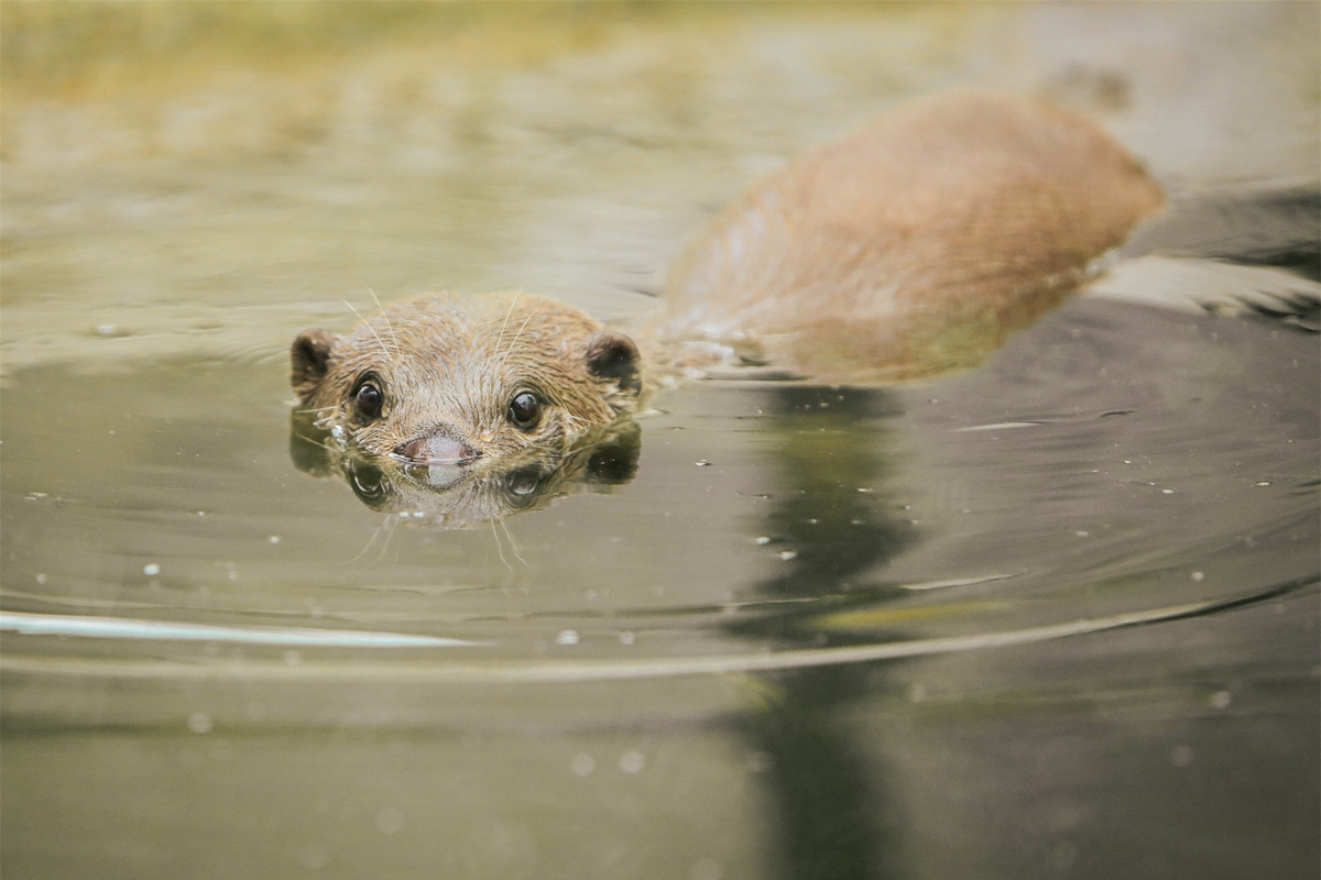 Nhờ không gian tràn ngập cây xanh, không khí trong lành, bao quanh bởi các loài động vật, Thảo Cầm Viên đã trở thành địa điểm vui chơi, tham quan yêu thích của các bạn nhỏ vào dịp cuối tuần.