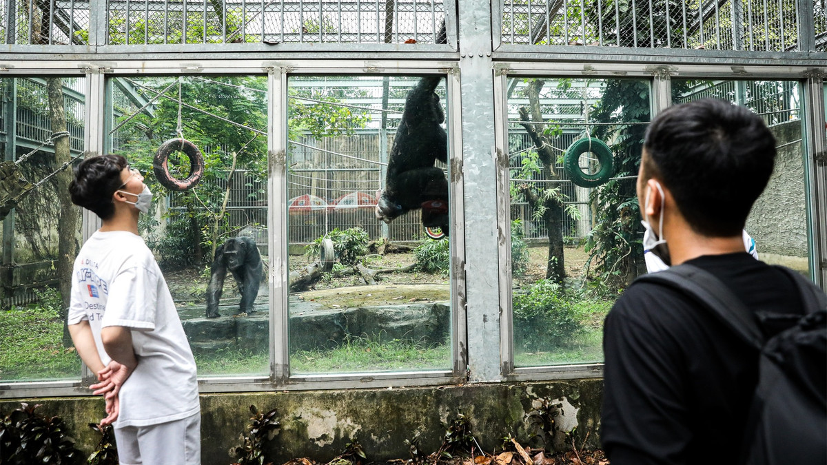 Ngoài các loài động vật bản địa, Thảo Cầm Viên Sài Gòn còn nuôi dưỡng thành công những loài thú quý hiếm vốn có môi trường sinh sống tự nhiên khác biệt. Quá trình này đòi hỏi một sự đầu tư nghiêm túc, từ khâu chọn lọc kỹ lưỡng và nhập thú về, tạo chuồng trại phù hợp với điều kiện sinh sống tự nhiên của thú cho đến việc chăm sóc và nuôi dưỡng hàng ngày để thú có thể thích nghi tốt nhất với môi trường sống tại Việt Nam.