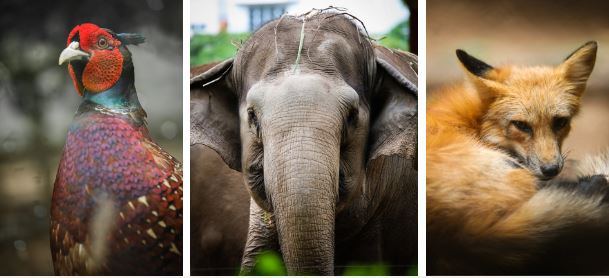 Bên cạnh chức năng nuôi dưỡng, chăm sóc các loài động - thực vật quý hiếm nhằm giới thiệu với du khách, công tác nhân giống bảo tồn cũng được quan tâm. Hiện nơi đây có 1.100 cá thể thuộc 135 loài. Đa số là những loài thú quý hiếm có tên trong sách đỏ Việt Nam và thế giới như voi, báo lửa, hổ Đông Dương, trĩ sao...