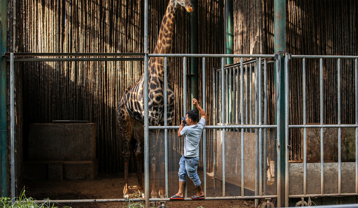 Việc sinh con được thực hiện hoàn toàn tự nhiên sau 2 giờ trở dạ. Trước đây, ngay từ khi phát hiện dấu hiệu mang thai, hươu mẹ sẽ được chuyển vào khu nhà riêng biệt để được chăm sóc, theo dõi và việc sinh con có sự can thiệp của bác sĩ thú y. Nhưng trong lần sinh này, phía Thảo Cầm Viên đã quyết định để hươu con được chào đời bằng phương pháp tự nhiên, hạn chế tối đa sự tác động của con người.