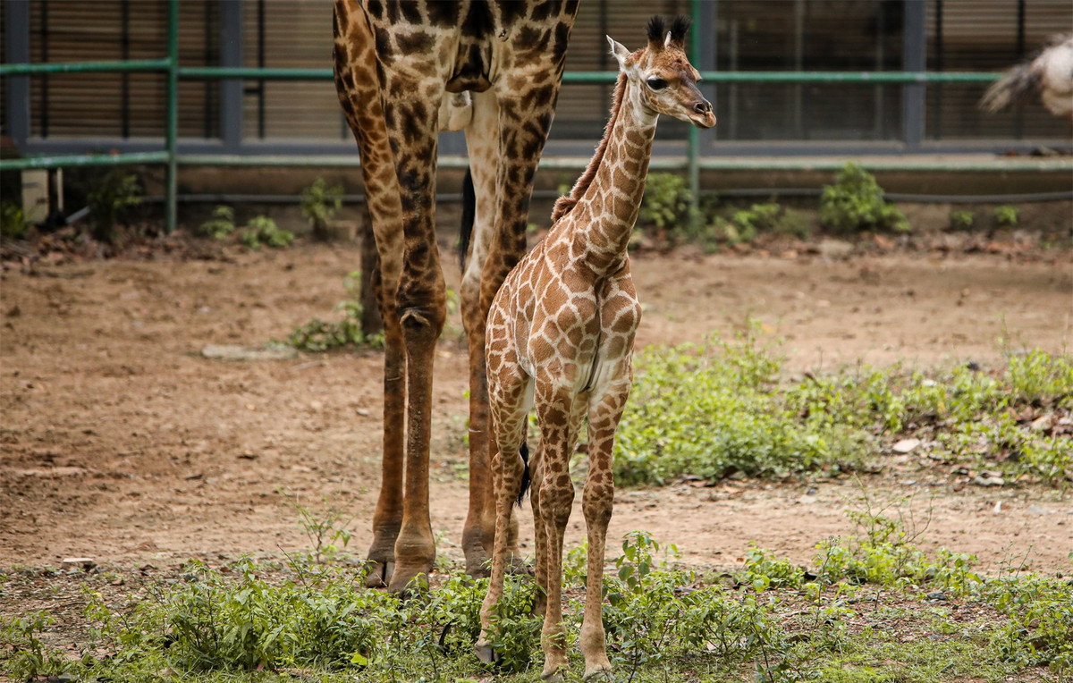 Gần đây nhất, vào ngày 24/6/2022, một chú huơu cao cổ con đã được sinh ra khoẻ mạnh tại Thảo Cầm Viên Sài Gòn. Được biết, đây là lần thứ 3 hươu cao cổ được sinh ra tại vườn thú này sau 2 lần vào năm 2018 và 2021.