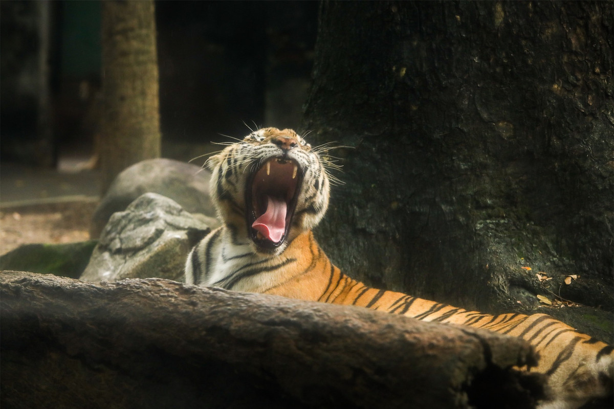 Ngoài ra, Thảo Cầm Viên Sài Gòn đã nhân giống thành công cùng lúc 5 hổ Đông Dương (có lông màu vàng, vằn đen). Hiện số hổ này đã được đưa về nuôi dưỡng tại công viên Sài Gòn Safari (huyện Củ Chi).