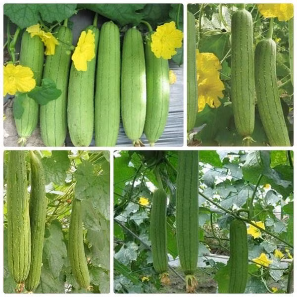 Loai qua la ‘nhan sam’ cua nguoi ngheo, an vao bo nao, dep da-Hinh-3