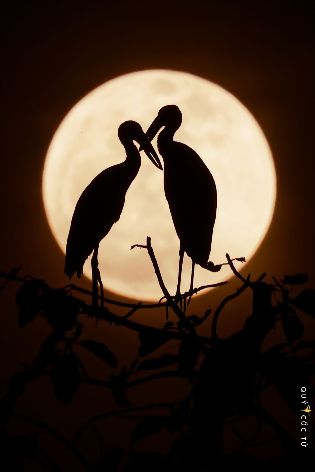 Trang dem “san” anh co nhan quy hiem o VQG Lo Go – Xa Mat-Hinh-7