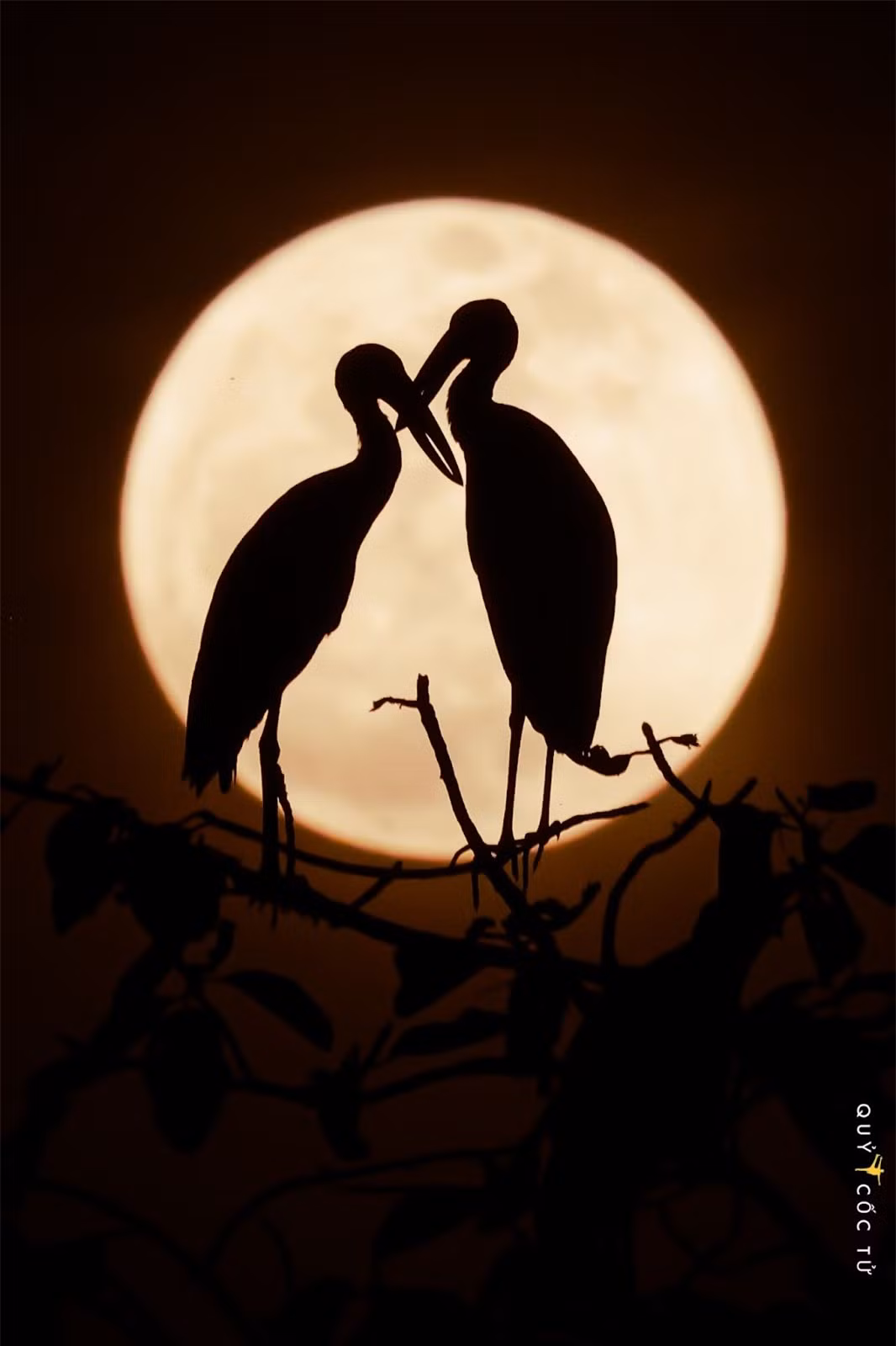 Trang dem “san” anh co nhan quy hiem o VQG Lo Go – Xa Mat-Hinh-7